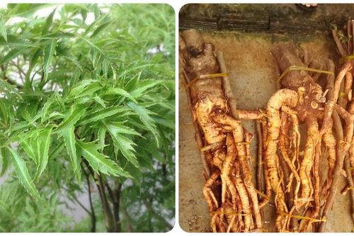 Đinh lăng cực tốt cho sức khỏe nhưng những người này không nên uống