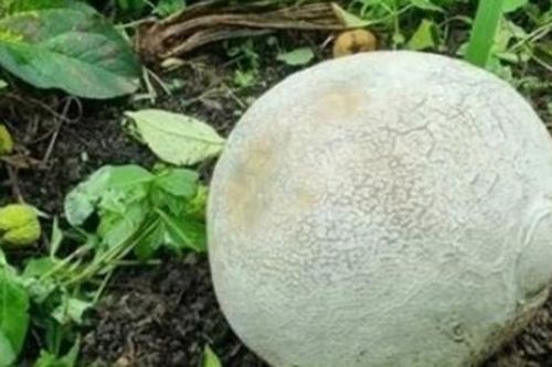 Nhặt được 'quả trứng' kỳ lạ, người đàn ông ngỡ ngàng khi biết lai lịch của nó