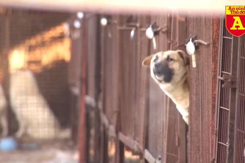 Hàn Quốc: Dọa thả hai triệu con chó vào thủ đô vì bị cấm ăn thịt chó