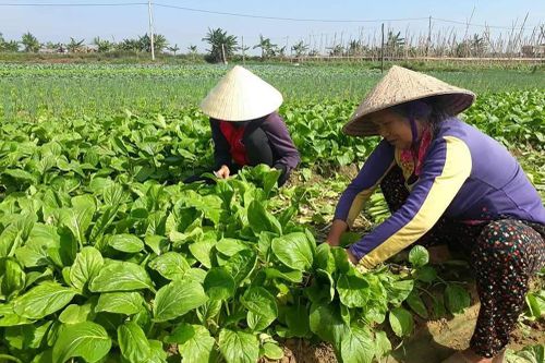 Vùng bãi ngang trở thành 'vựa rau' màu lớn nhất tỉnh Nghệ An