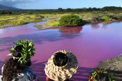 'Thủ phạm' bí ẩn khiến ao nước ở Hawaii chuyển sang màu hồng