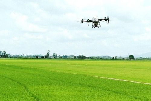Bình Định: Nông dân 4.0 điều khiển drone, dùng phần mềm để canh tác nông nghiệp