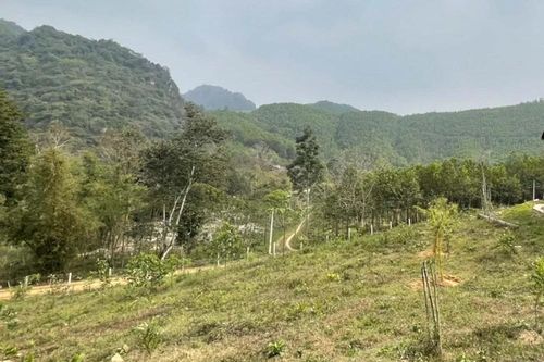 Quảng Trị: Hàng nghìn hecta đất thuộc các Ban Quản lý Rừng Phòng hộ bị bỏ hoang