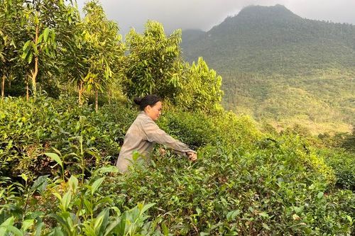 Hỗ trợ sinh kế cho phụ nữ xóa đói, giảm nghèo