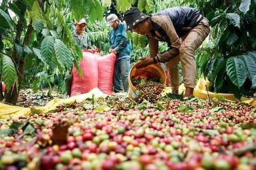 Cà phê Việt lan tỏa tại thị trường Anh nhờ UKVFTA