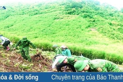 Cây sắn ở vùng biên Mường Lát