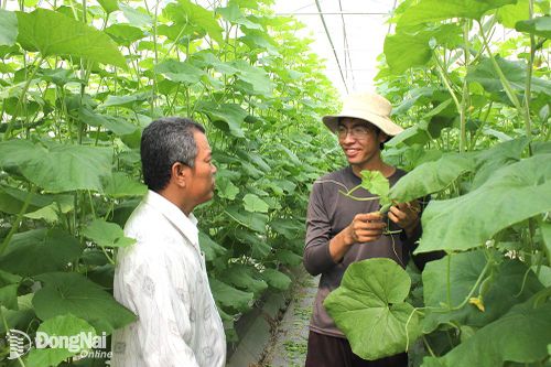 Đồng Nai đang triển khai xây dựng 80 mô hình sản xuất theo hướng hữu cơ