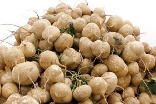 Những tác dụng không ngờ từ củ đậu