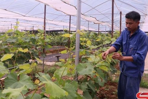 Giảm nghèo từ vốn vay giải quyết việc làm
