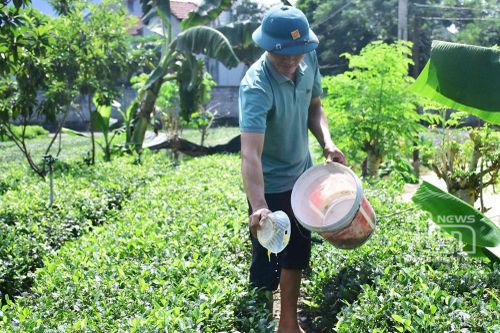 Người nông dân tự sản xuất phân bón hữu cơ