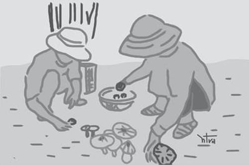 Nấm mối mùa đông