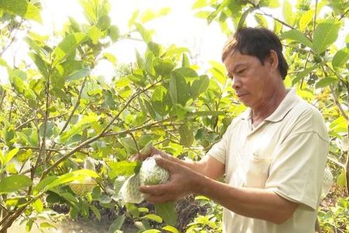 Mạnh dạn thay cũ trồng mới, nông dân Hậu Giang thu bạc triệu từ ổi lê VietGAP, dưa lưới hữu cơ