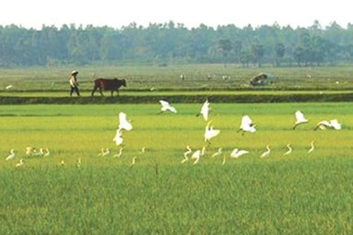 Khi cò trắng bay về