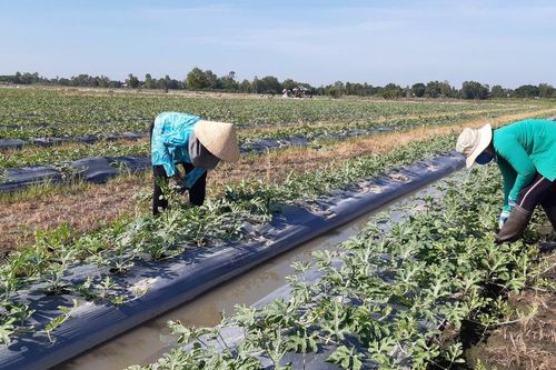 Nông dân lo vụ trái cây Tết