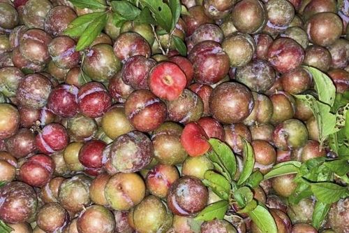 Hơn 300.000 đồng/kg mận hậu trái mùa: Chị em săn lùng, dân buôn 'cháy hàng'