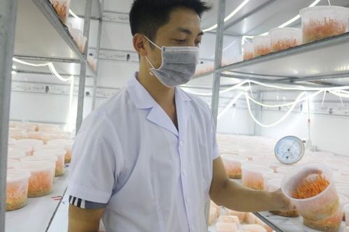 Kiểm lâm viên 'mê' làm giàu từ nghề nuôi đông trùng hạ thảo