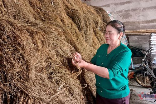 Trồng 'cây làm giàu', người dân Thanh Hóa lâm cảnh nợ nần