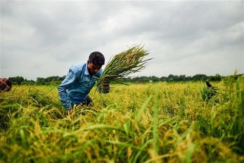 Sản lượng gạo trái vụ ở châu Á có thể bị ảnh hưởng do thời tiết khô hạn