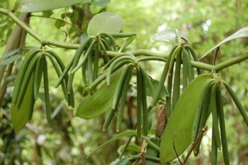 Loại quả đắt bậc nhất thế giới, giá 12 triệu/kg, ở Việt Nam cũng trồng