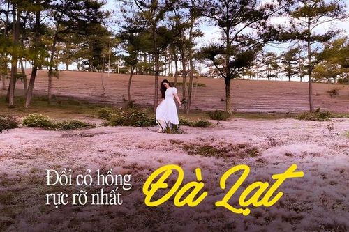Danh sách các đồi cỏ hồng rực rỡ tại Đà Lạt dịp cuối năm và các lưu ý trước khi bắt đầu chuyến đi