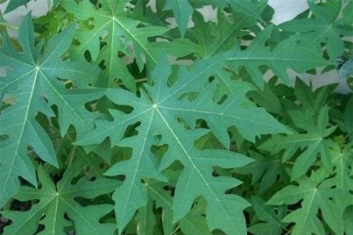Lá đu đủ tốt như thế nào và tác dụng của nó đối với sức khỏe?