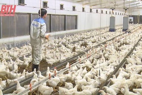 Ngọc Lặc phát triển chăn nuôi gắn với phòng, chống dịch bệnh