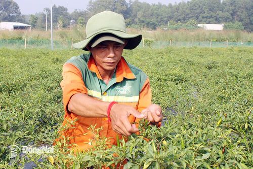 Thành tựu ấn tượng phát triển nông nghiệp hữu cơ