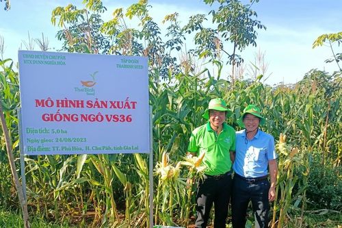 Giống bắp lai VS36 cho năng suất cao