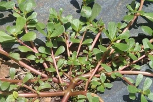 Vị thuốc đặc hiệu từ rau dại vườn nhà
