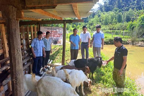 Tổng kết mô hình cải tạo đàn dê theo hướng nâng cao giá trị gắn với tiêu thụ sản phẩm