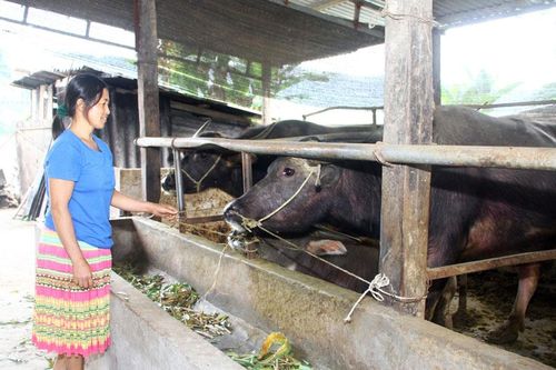 Người dân vùng cao thay đổi tư duy chăn nuôi hàng hóa