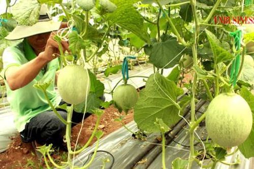 Chờ 'cú chuyển mình' của các HTX nông nghiệp ở Bàu Bàng trong xây dựng nông thôn mới nâng cao