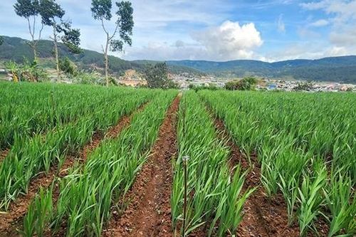 Thấp thỏm mùa hoa Tết Đà Lạt