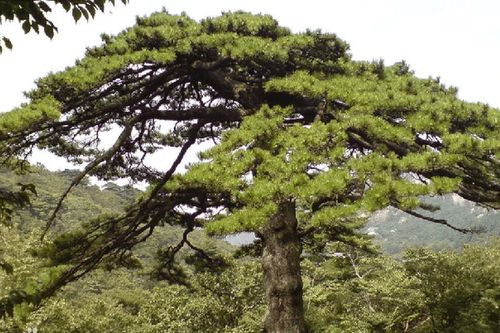 Ngôi chùa Phật giáo nghìn năm tuổi sở hữu loài cây quý 'Tùng vuốt rồng'