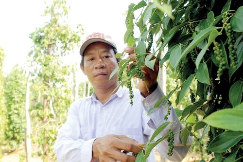 Người trồng hồ tiêu và sầu riêng ở Nam bộ cần đề phòng mưa trái mùa