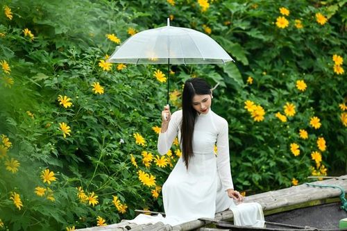 Độc đáo vườn hoa dã quỳ ngay giữa lòng Hà Nội
