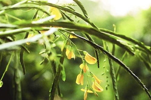 Tép rong xào bông điên điển