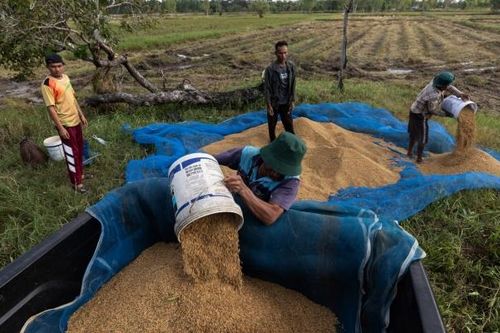 Giá gạo châu Á có thể tăng lên mức cao nhất trong vòng 15 năm