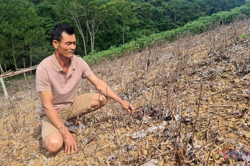 Ồ ạt phá bỏ hàng trăm hecta 'cây làm giàu'