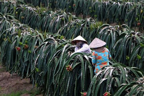 Hậu Giang: Tăng trưởng kinh tế GRDP năm 2023 đứng thứ 2 cả nước