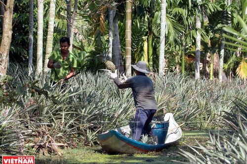 Phát triển bền vững nhãn hiệu tập thể vùng Đồng bằng sông Cửu Long