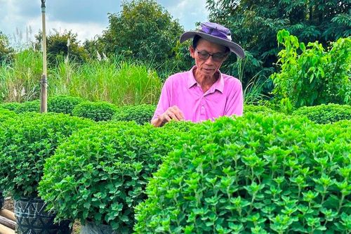 Hoa kiểng đồng bằng sông Cửu Long nhộn nhịp vào vụ Tết