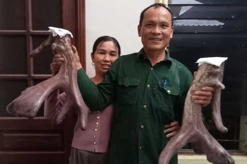Chiêm ngưỡng cặp nhung nai 'khủng' nặng gần 9kg của nông dân xứ Nghệ