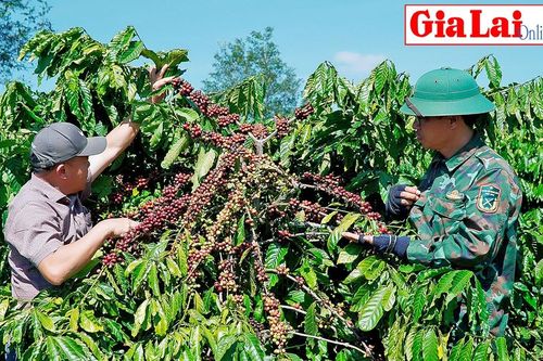 Rộn ràng mùa thu hoạch cà phê
