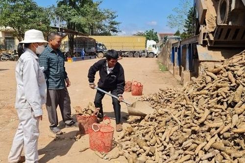 Đồng bào Vân Kiều làm giàu nhờ trồng sắn