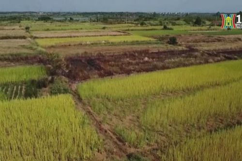 Thế giới có thể đối mặt với khủng hoảng lương thực