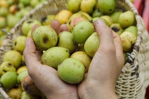 Loại quả được ví như 'thần dược', có công dụng tuyệt vời cho người bị tiểu đường và cao huyết áp