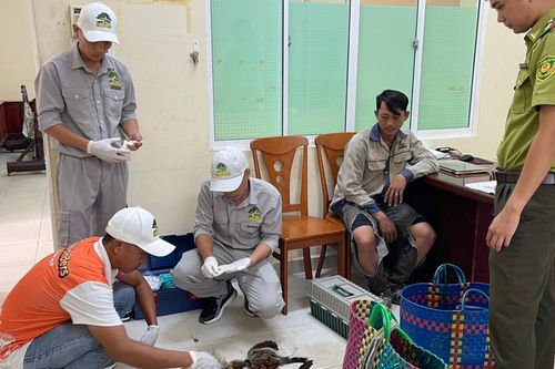 Phú Quốc: Ba ông Hẹn, Hò, Hát bị bắt vì săn bắn động vật quý hiếm