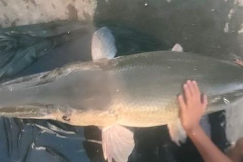 Phát hiện cá lạ nặng tới 40kg bơi trên rạch ở Bình Dương