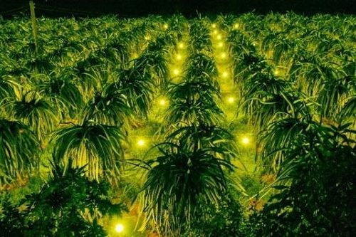 Đêm trắng… Bình Thuận